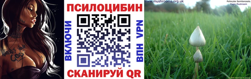 Псилоцибиновые грибы Psilocybe  Купить где  Благодарный 